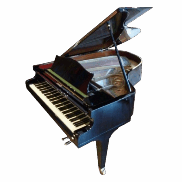 C. bechstein - L180cm